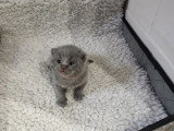 Chatons British Shorthair à réserver (encore 1 femelle et 1 mâle)
