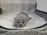 Chaton British Shorthair à réserver