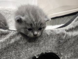 Chaton British Shorthair à réserver