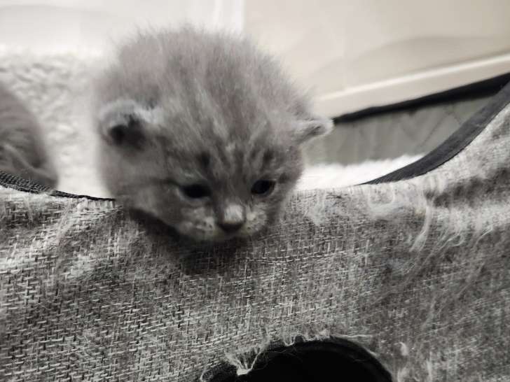 Chaton British Shorthair à réserver