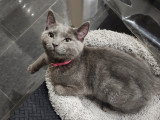 Chaton femelle Chartreux