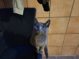 Chaton femelle Chartreux