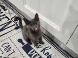 Chaton femelle Chartreux