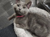 Chaton femelle Chartreux