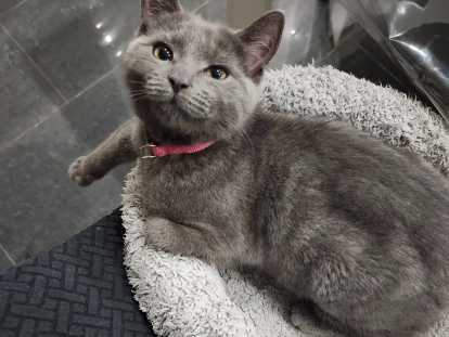 Chaton femelle Chartreux