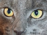 Jeune chatte Bleu Russe