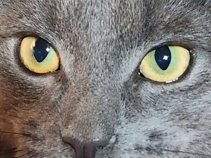 Jeune chatte Bleu Russe
