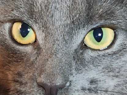 Jeune chatte type Bleu Russe