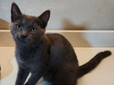Jeune chatte Bleu Russe