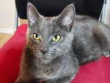 Jeune chatte Bleu Russe