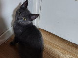 Jeune chatte Bleu Russe