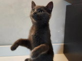 Jeune chatte Bleu Russe