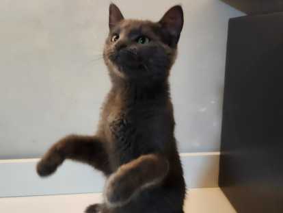 Jeune chatte Bleu Russe