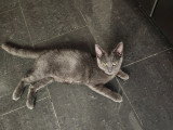 Chaton Bleu Russe