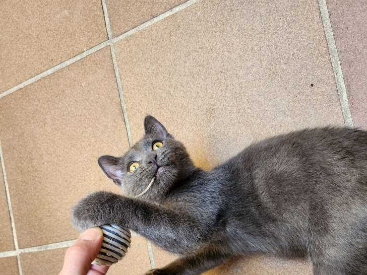 Chaton Bleu Russe