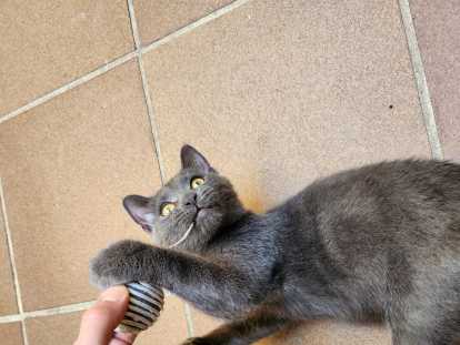 Chaton Bleu Russe