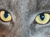 Chaton Bleu Russe