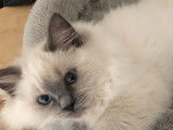 Chatons Ragoll LOOF à vendre