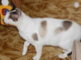 Disponible à l'adoption : chatte marron et blanc
