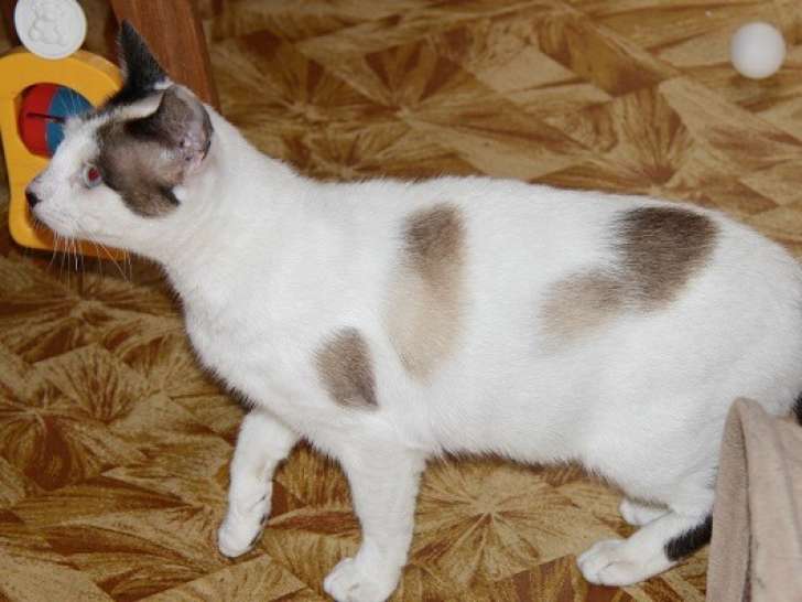 Disponible à l'adoption : chatte marron et blanc