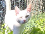 En attente d'une famille : chat blanc