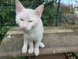 En attente d'une famille : chat blanc