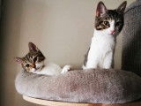 Adoption disponible : chatonne tigré blanc