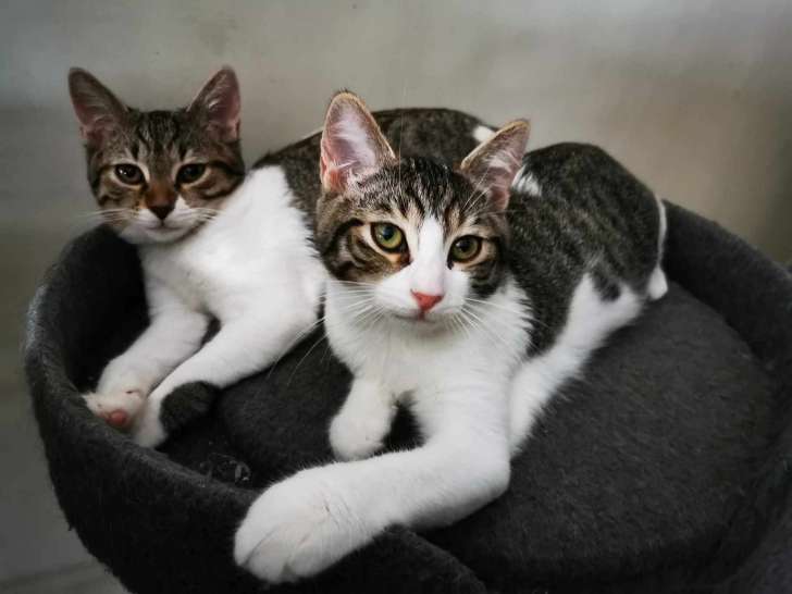 Adoption disponible : chatonne tigré blanc