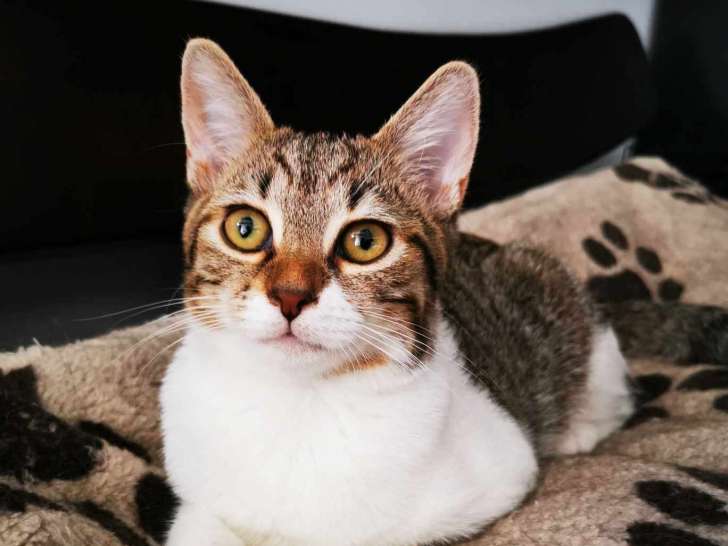 En quête d'un foyer : chaton femelle de 6 mois