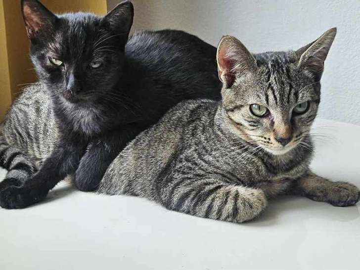 Chaton femelle noir à adopter