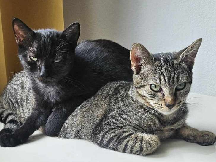 Chaton mâle tigré disponible à l'adoption