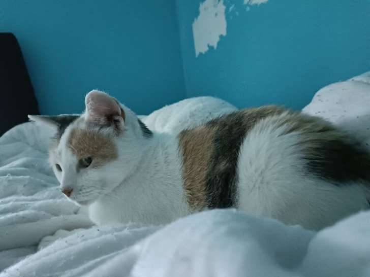Chatte de 3 ans à accueillir