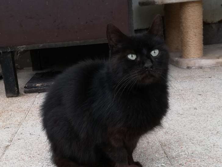 En quête d'une famille : chat noir
