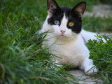 Disponible à l'adoption : chatte de 2 ans