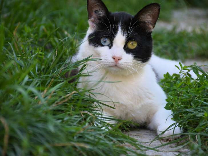 Disponible à l'adoption : chatte de 2 ans