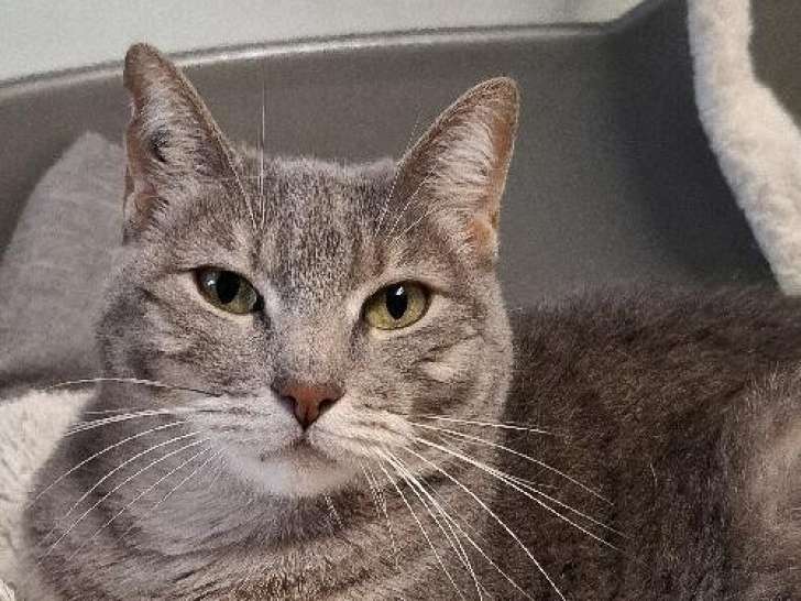 Prête pour l’adoption : chatte tigré gris