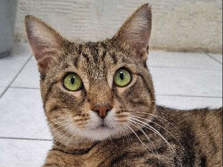 À accueillir : chat de 3 ans