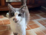 Chat gris et blanc à accueillir