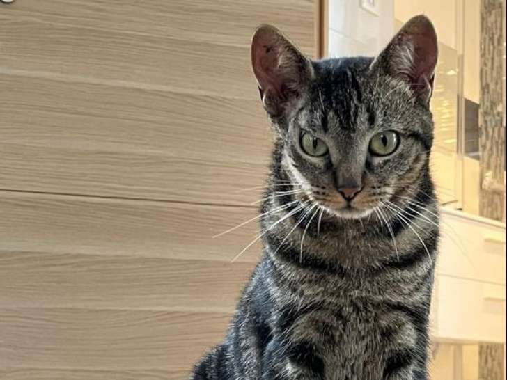 Chatte tigrée en attente d'une famille