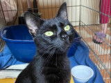 Adoption disponible : chatte au pelage noir