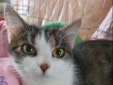 Chatte tigré blanc à la recherche d'un foyer