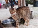 À adopter : chat de 6 ans