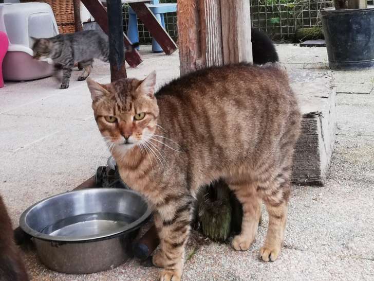 À adopter : chat de 6 ans