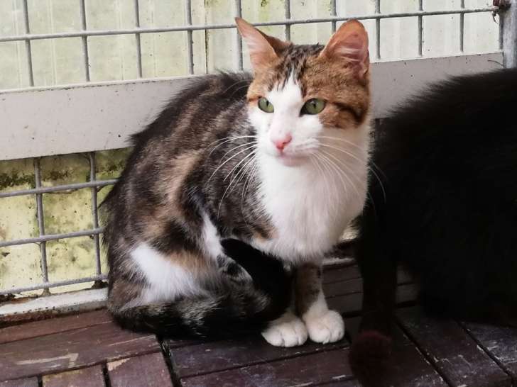 Disponible à l'adoption : chat tigré blanc