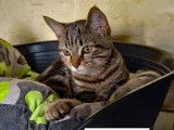 Adoption disponible : chatonne de 5 mois