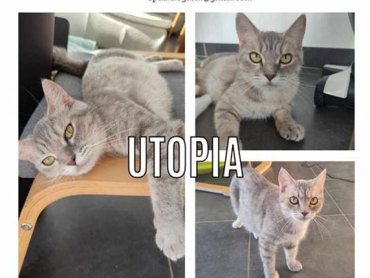 Chatte de 6 ans à adopter