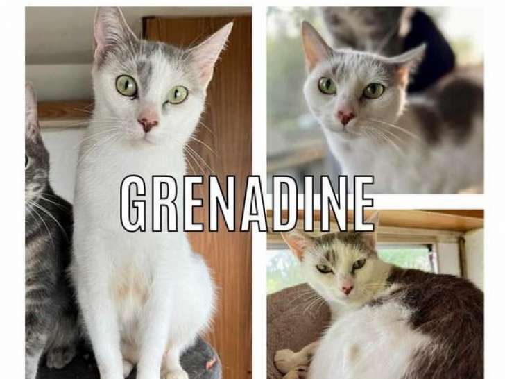 Chatte d'un an disponible à l'adoption