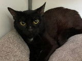 À adopter, chatte noire