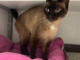 En attente d'adoption : chat adulte beige