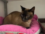 En attente d'adoption : chat adulte beige